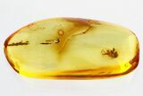 Detailed Fossil Spider (Araneae) In Baltic Amber #315374-1